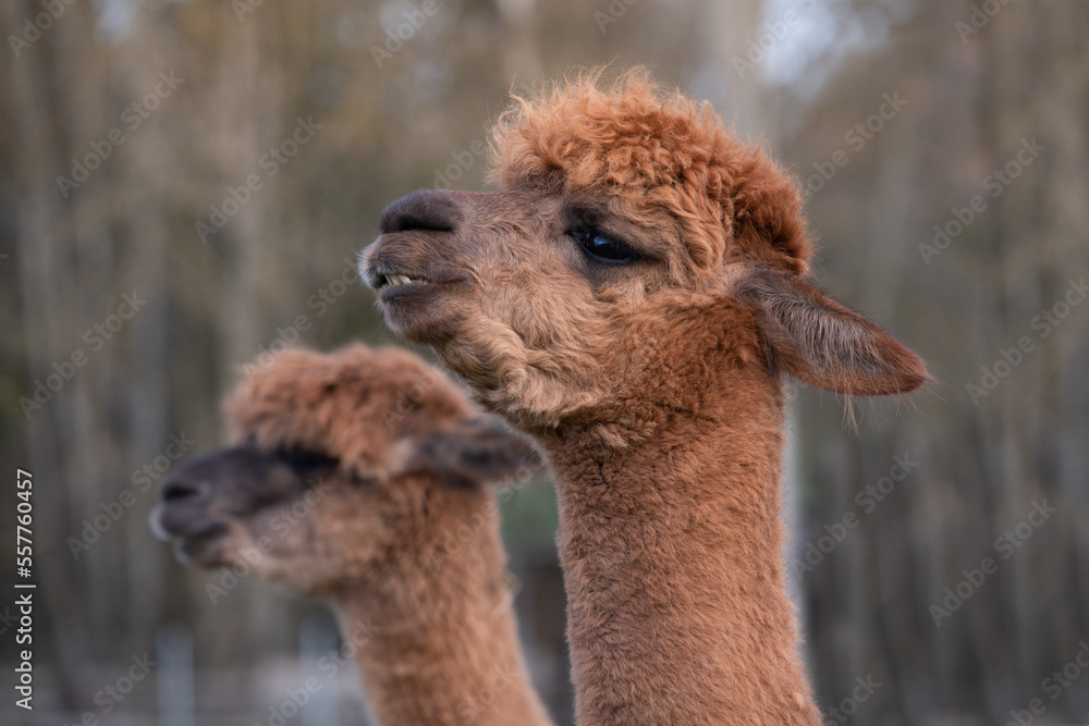 Fototapeta premium Two brown alpacas stand next to each other in a pasture. The heads of the animals face in the same direction. The animal lovers are curious.