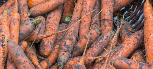 Karottenernte 