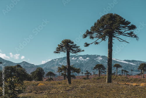 Araucaria araucana trees in Conguillío national park photo