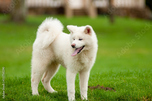Portrait d'une jeune femelle akita blanche