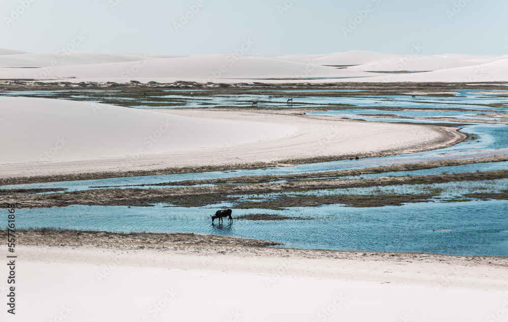 rainwater pond among the white sand dunes of Lencois Maranhenses rainwater pond among the white sand dunes of Lencois Maranhenses