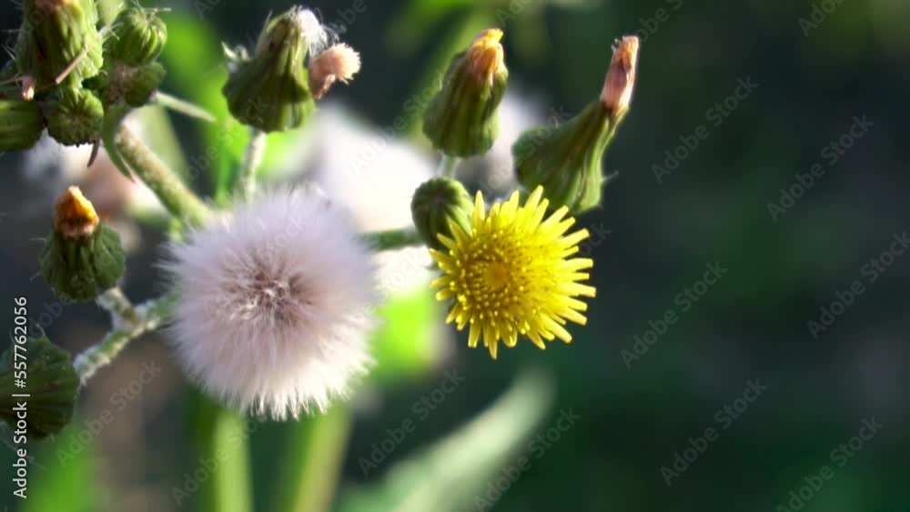 Slow motion, close up to a dandelion flowers Slow motion, close up to a dandelion flowers