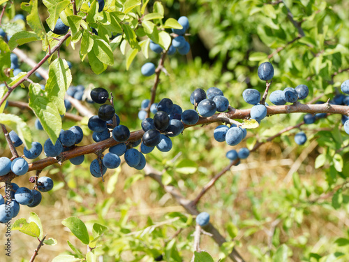 Prunus spinosa - Blackthorn bush with dark branches and thornlike spur shoots covered of small round and black sloes with a purple-blue waxy thin-fleshed between green leaves photo