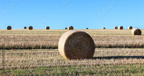 Numerous round haystacks in a green flat field with a blue sky. Montceau et Echarnant, Burgundy, France. photo