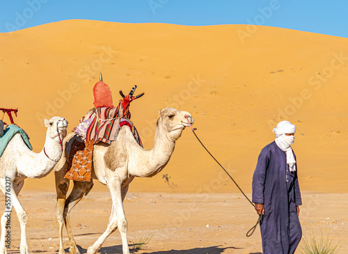 Photos Unrecognizable local tuareg man wearing traditional clothes walking with two white dromedary camels decorated with red cloth saddle in the Sahara Desert with sand dunes and blue sky in background