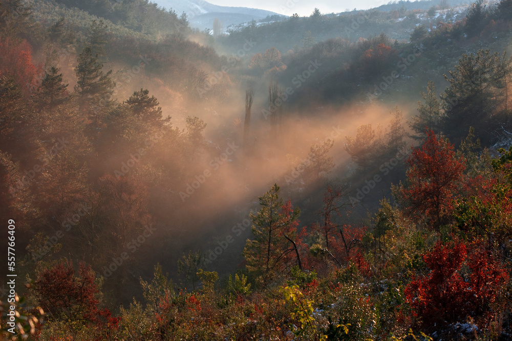 autumn sunrise fog and forest image