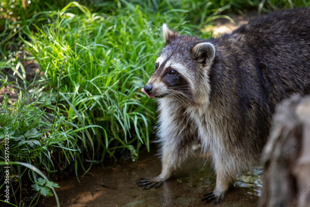 Portrait of common raccoon testing the river water Portrait of common raccoon testing the river water