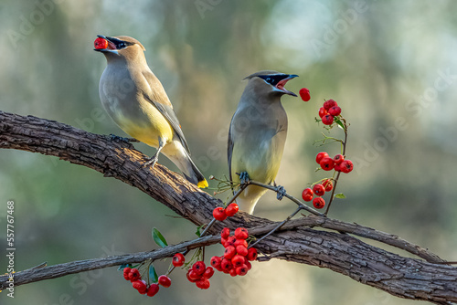 Two Cedar Waxwings (Bombycilla cedrorum) Perched on Tree Branch eating red berries