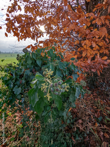 Die Farben des Herbstes photo