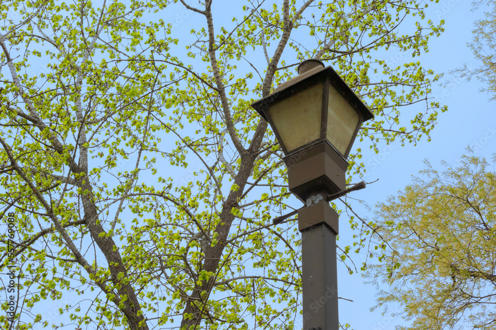 Lamppost In The Park With A Tree And  Blue Sky
