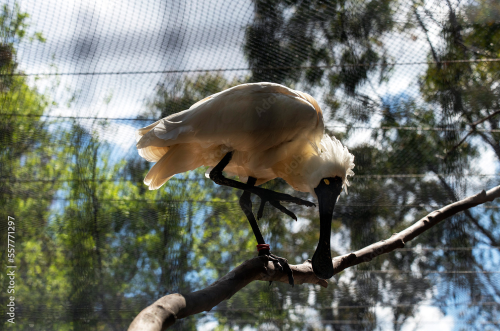 Fototapeta premium Royal Spoonbill (Platalea regia)