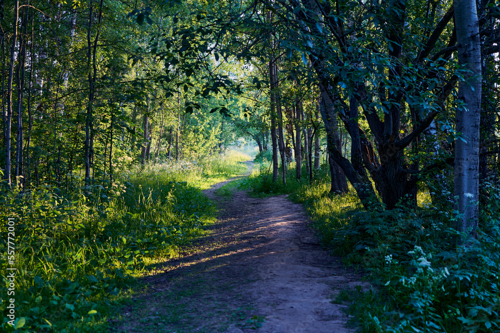 Russia. Moscow. Evening paths of the Bitsevsky forest Russia. Moscow. Evening paths of the Bitsevsky forest