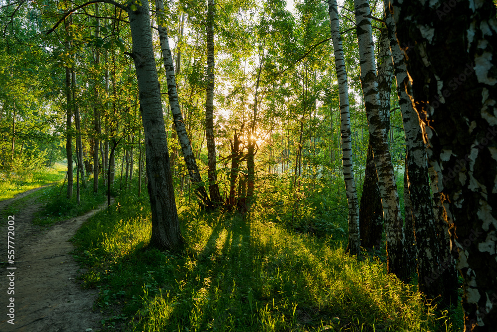 Obraz premium Russia. Moscow. Evening paths of the Bitsevsky forest
