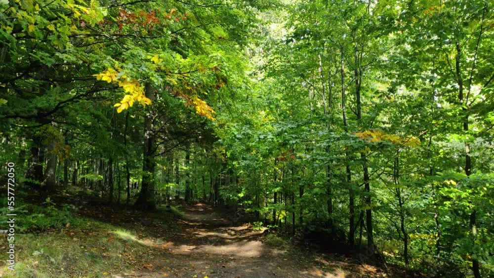 walking path in the forest in the mountains. wind shakes the leaves of the trees. wind noise. natural sound walking path in the forest in the mountains. wind shakes the leaves of the trees. wind noise. natural sound