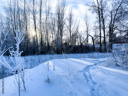 Winter Canada Snow Peace River Frost Frosty Cold Perfect Day Blue Bird Sky