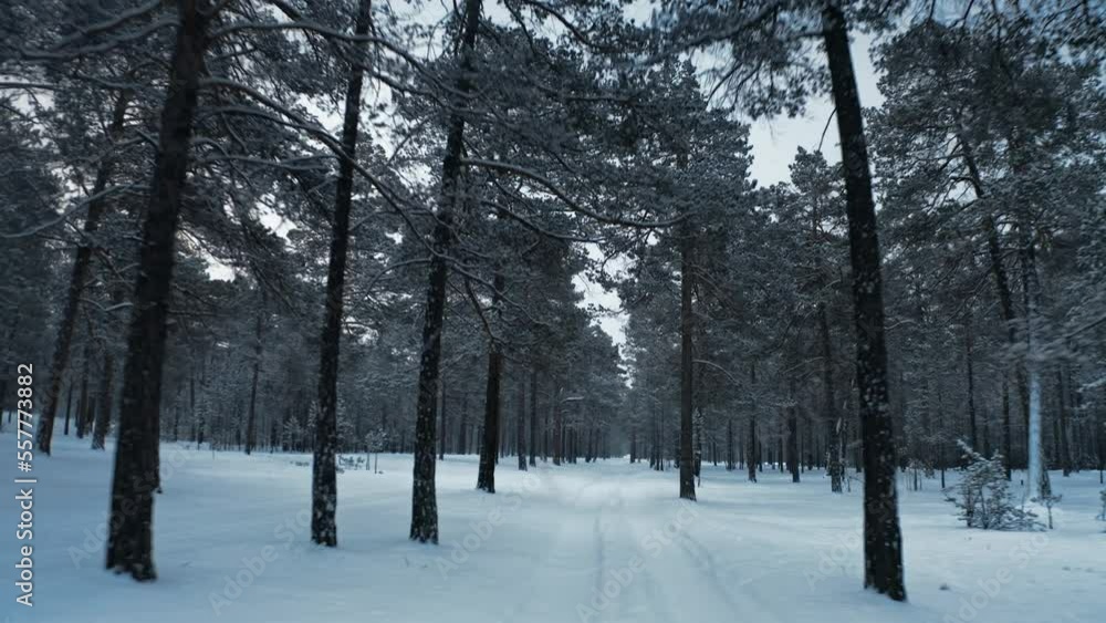 A flight over a snow-covered forest path among tall pines and spruces. It's winter, it's snowing. Baikal, Siberia, Russia. Drone shooting 4k A flight over a snow-covered forest path among tall pines and spruces. It's winter, it's snowing. Baikal, Siberia, Russia. Drone shooting 4k