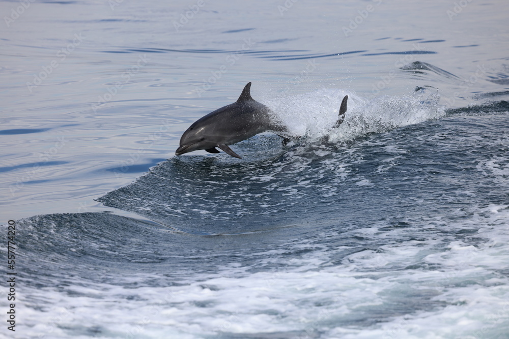 Obraz premium dolphin jumping, bottlenose