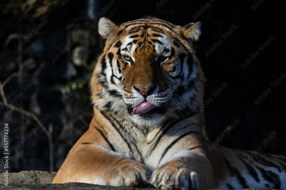 Fototapeta premium The tiger (Panthera tigris) is a big cat found in Asia. The tiger has a beautiful fur.
