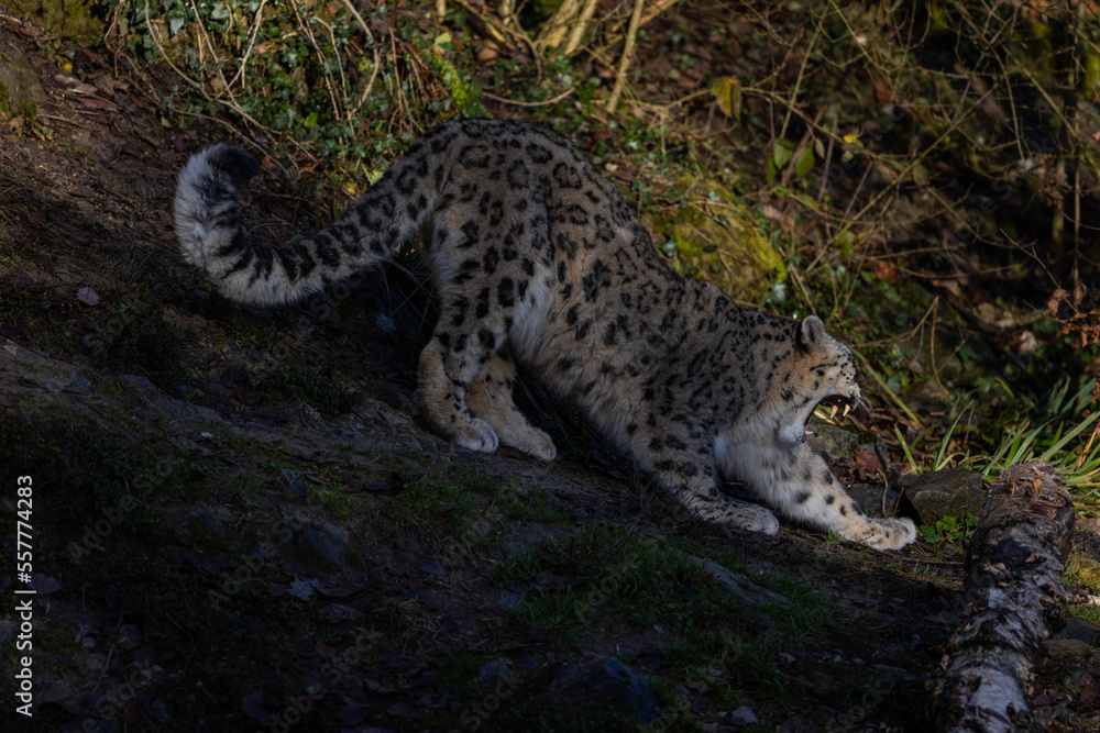 The snow leopard, irbis or ounce (Panthera uncia) is a big cat (Pantherinae) of the Central Asian high mountains. It's getting ready to attack. The snow leopard, irbis or ounce (Panthera uncia) is a big cat (Pantherinae) of the Central Asian high mountains. It's getting ready to attack.