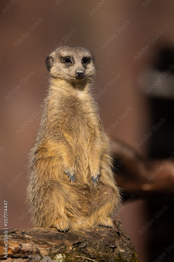 Fototapeta premium A meerkat would stalk around and would alert the group if there was any danger. A cute little animal.