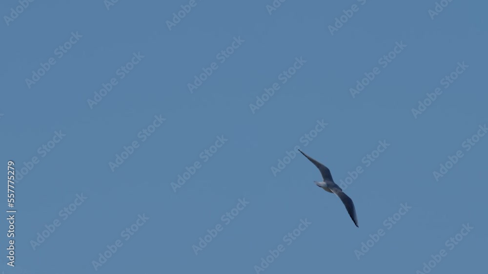 black headed gull in flight black headed gull in flight