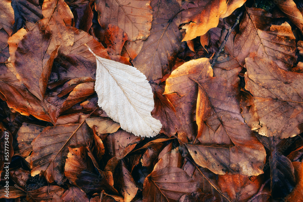 Une feuille blanche posée sur un tapis de feuilles marrons en automne Une feuille blanche posée sur un tapis de feuilles marrons en automne