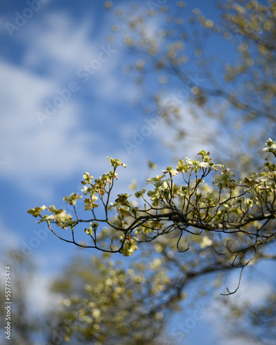 White Dogwood in Springtime in Blue Sky