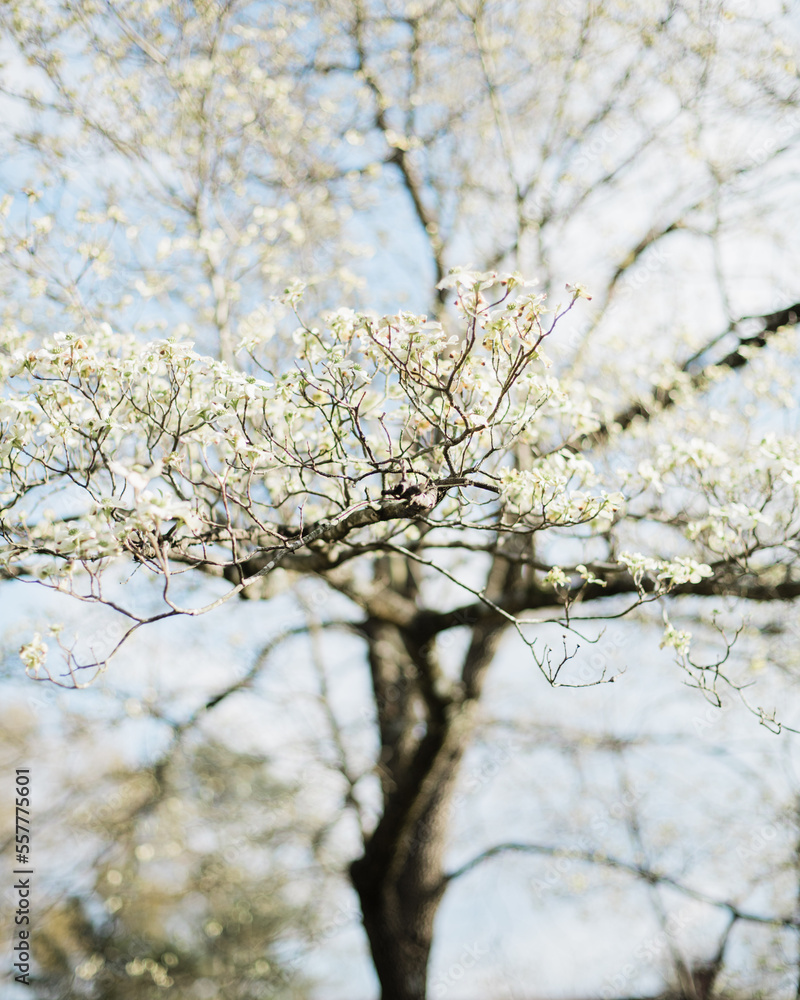 White Dogwood in Springtime in Blue Sky White Dogwood in Springtime in Blue Sky