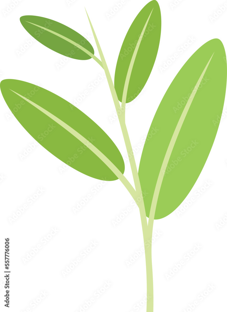 Sage cedar icon flat vector. Mint tea. Salvia aromatic isolated