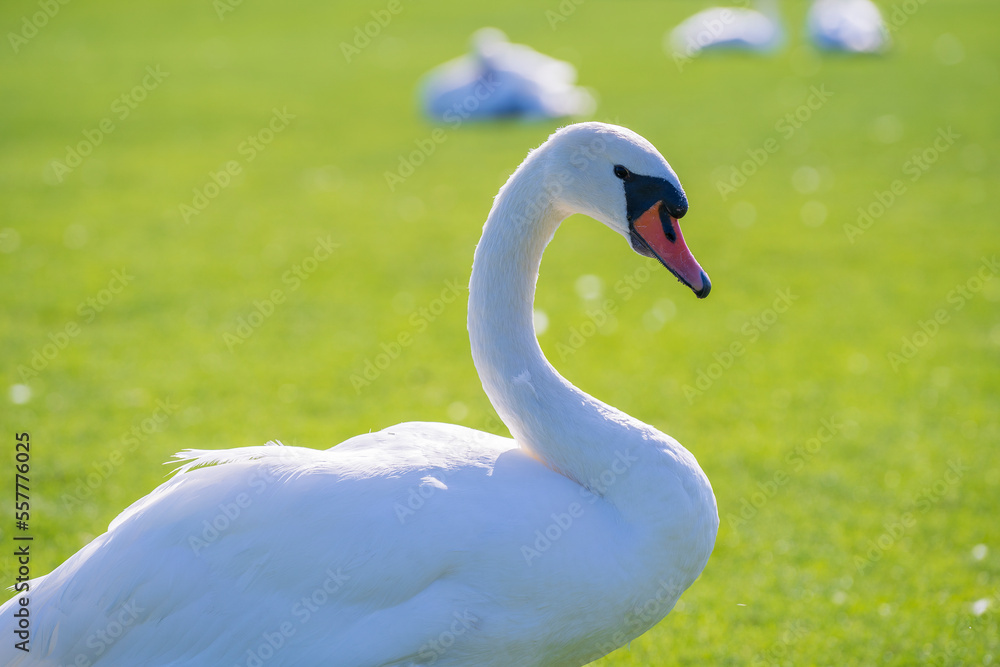 One white swan on the green grass on the lawn on a sunny day, close-up, Ukraine One white swan on the green grass on the lawn on a sunny day, close-up, Ukraine