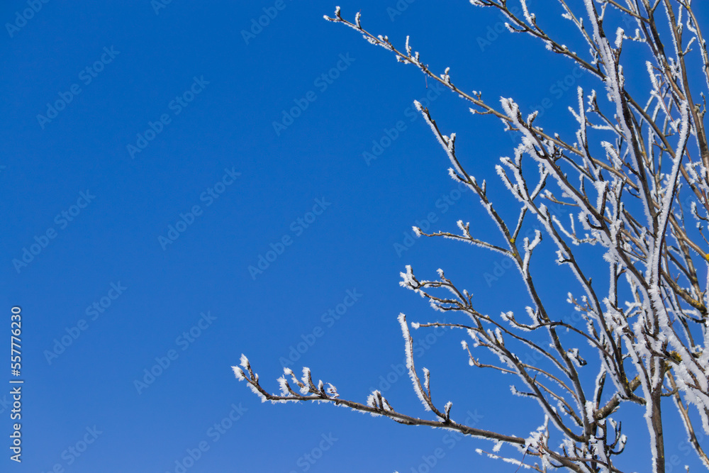 Obraz premium Frosty branches in winter against the clear blue sky.