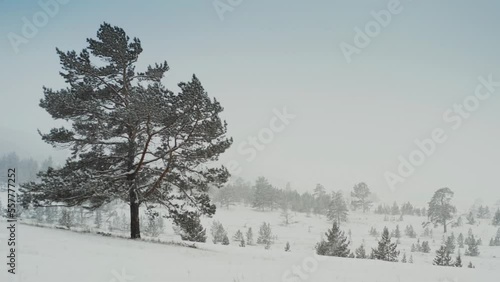 Wallpaper Mural Panorama of a snow storm, with a lonely pine tree in the foreground against the background of a young forest in the fog. Baikal, Siberia, Russia. Aerial drone shot 4k Torontodigital.ca