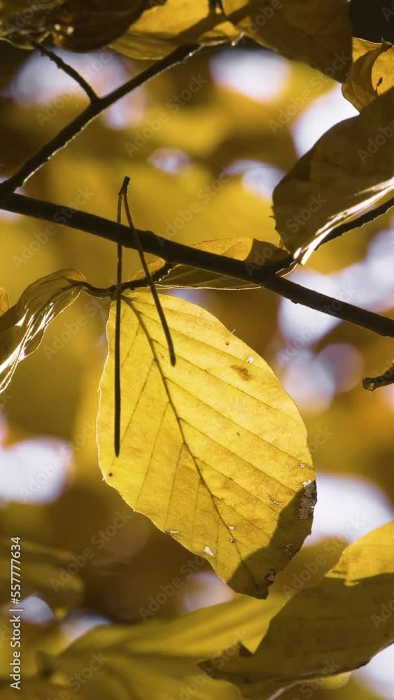 Vertical Screen: Yellow Autumn Leaf. Nature Video Scenario Scene Close Up of Leaf that is Blowing by the Wind with Blur Colorful Bokeh Background. Shot for Social Media Vertical Screen: Yellow Autumn Leaf. Nature Video Scenario Scene Close Up of Leaf that is Blowing by the Wind with Blur Colorful Bokeh Background. Shot for Social Media