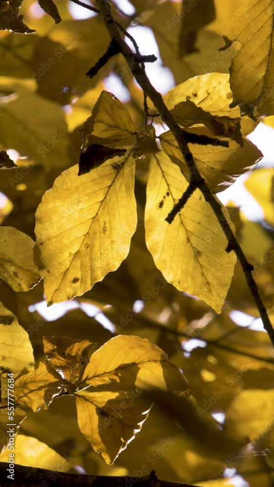 Vertical Screen: Yellow Autumn Leaf. Nature Video Scenario Scene Close Up of Leaf that is Blowing by the Wind with Blur Colorful Bokeh Background. Shot for Social Media Vertical Screen: Yellow Autumn Leaf. Nature Video Scenario Scene Close Up of Leaf that is Blowing by the Wind with Blur Colorful Bokeh Background. Shot for Social Media