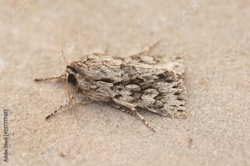 Closeup on an Early Grey owlet moth, Xylocampa areola sitting isolated on a stone