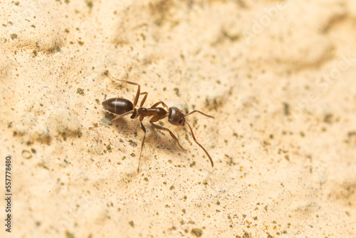 macro image of the argentine ant, the scientific name is linepithema humile photo