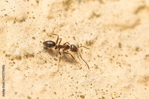 macro image of the argentine ant, the scientific name is linepithema humile