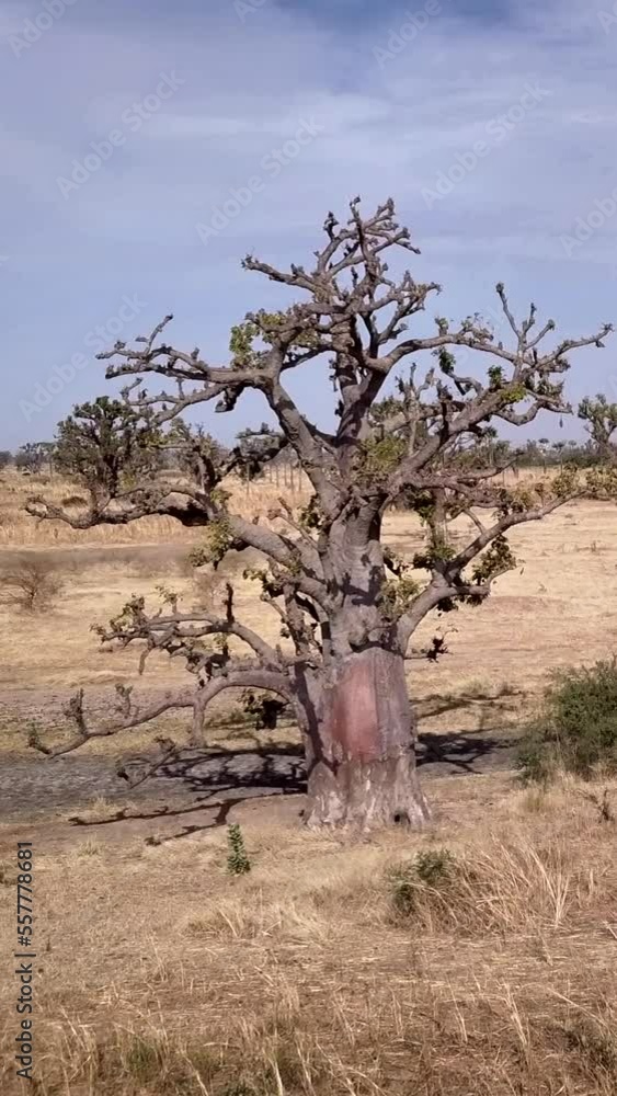 Vertical video of Flat dry land with baobab trees and small bushes scattered around Vertical video of Flat dry land with baobab trees and small bushes scattered around