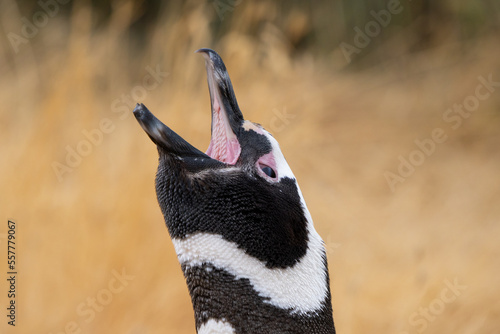 Portrait of penguin calling