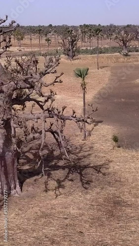 Vertical video of Flat dry land with baobab trees and palm trees scattered around photo