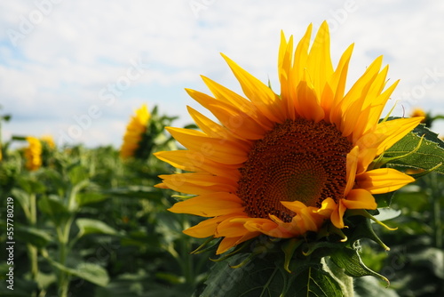 The Helianthus sunflower is a genus of plants in the Asteraceae family. Annual sunflower and tuberous sunflower. Agricultural field. Blooming bud with yellow petals. Furry leaves. Serbia skyline. photo