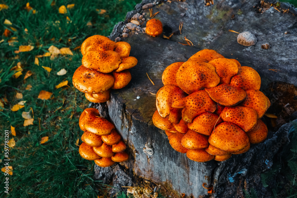 Orange ringless honey mushrooms. Large group of colorful mushrooms