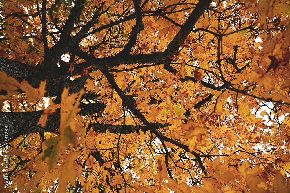 Yellow leaves tree seen from below. Texture of large colored leaves and branches. Bright colors in autumn. Yellow leaves tree seen from below. Texture of large colored leaves and branches. Bright colors in autumn.