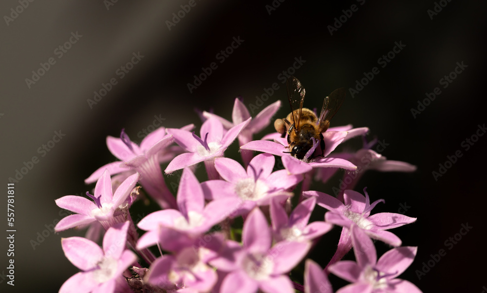 Front view of Honey Bee Gathering Pollen from Pink Penta Flowers Front view of Honey Bee Gathering Pollen from Pink Penta Flowers
