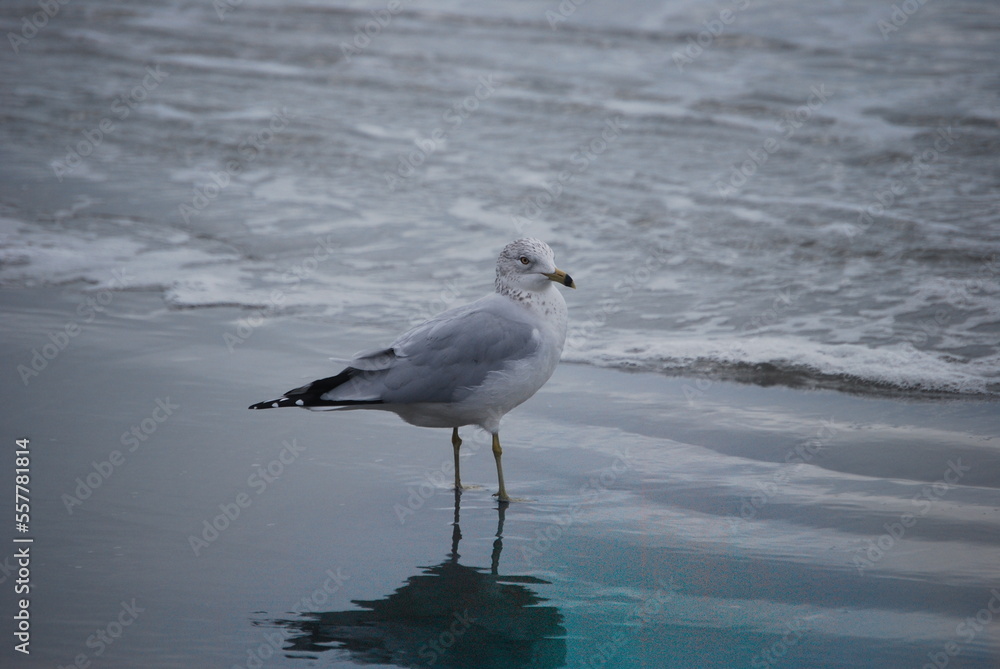 Obraz premium seagull on the beach 9