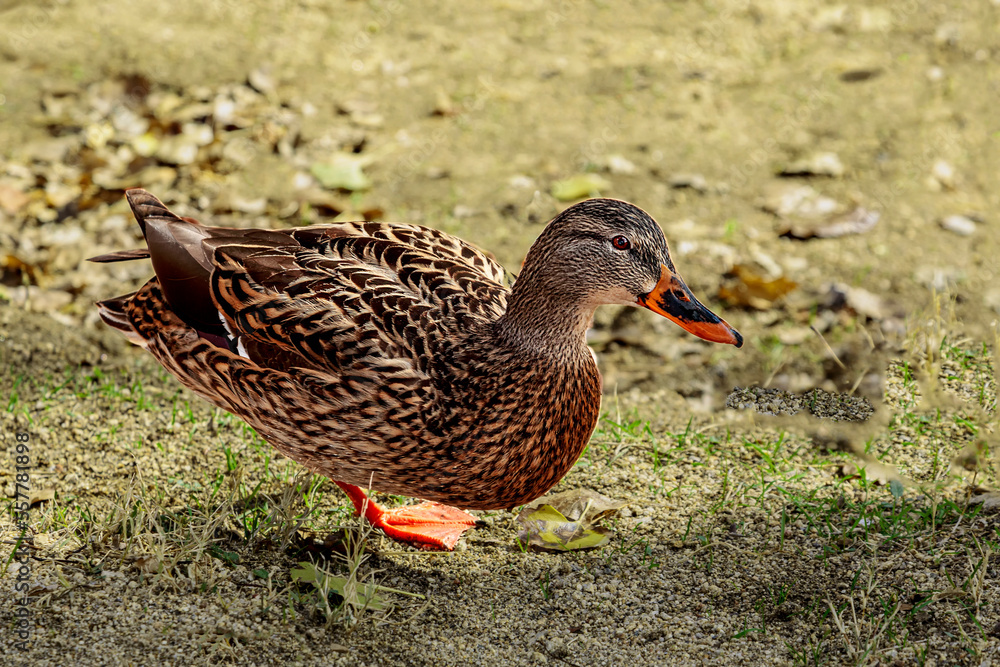 Mallard Hen