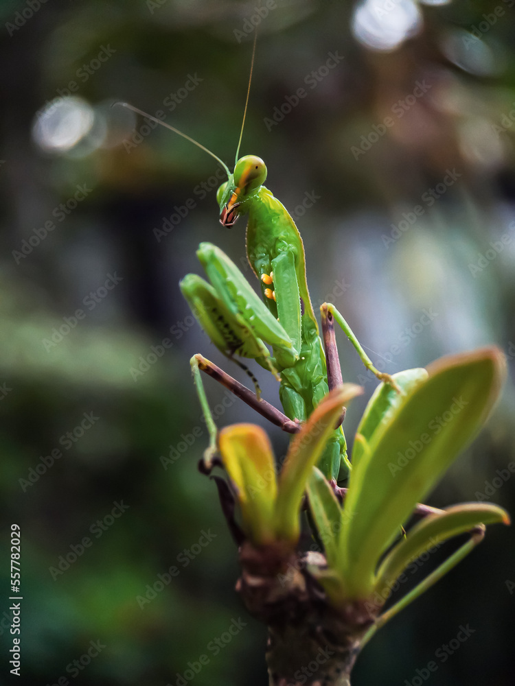 the beauty of grasshoppers in nature the beauty of grasshoppers in nature