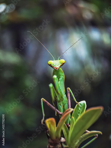 the beauty of grasshoppers in nature