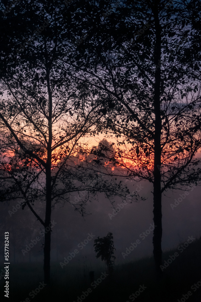 sunset over trees