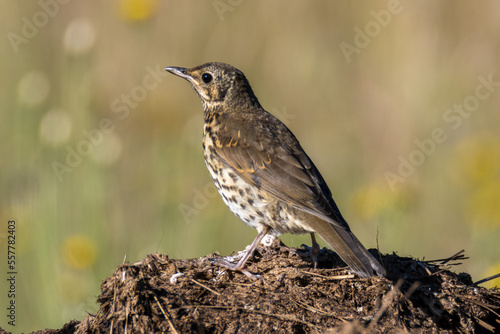 A song thrush sitting on a compost.